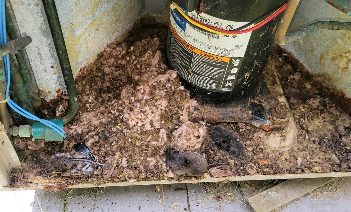 The homeowner would like the mice to pay for the service call 🐀